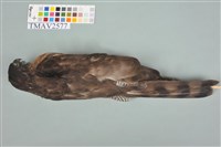 鳳頭蒼鷹藏品圖，第12張